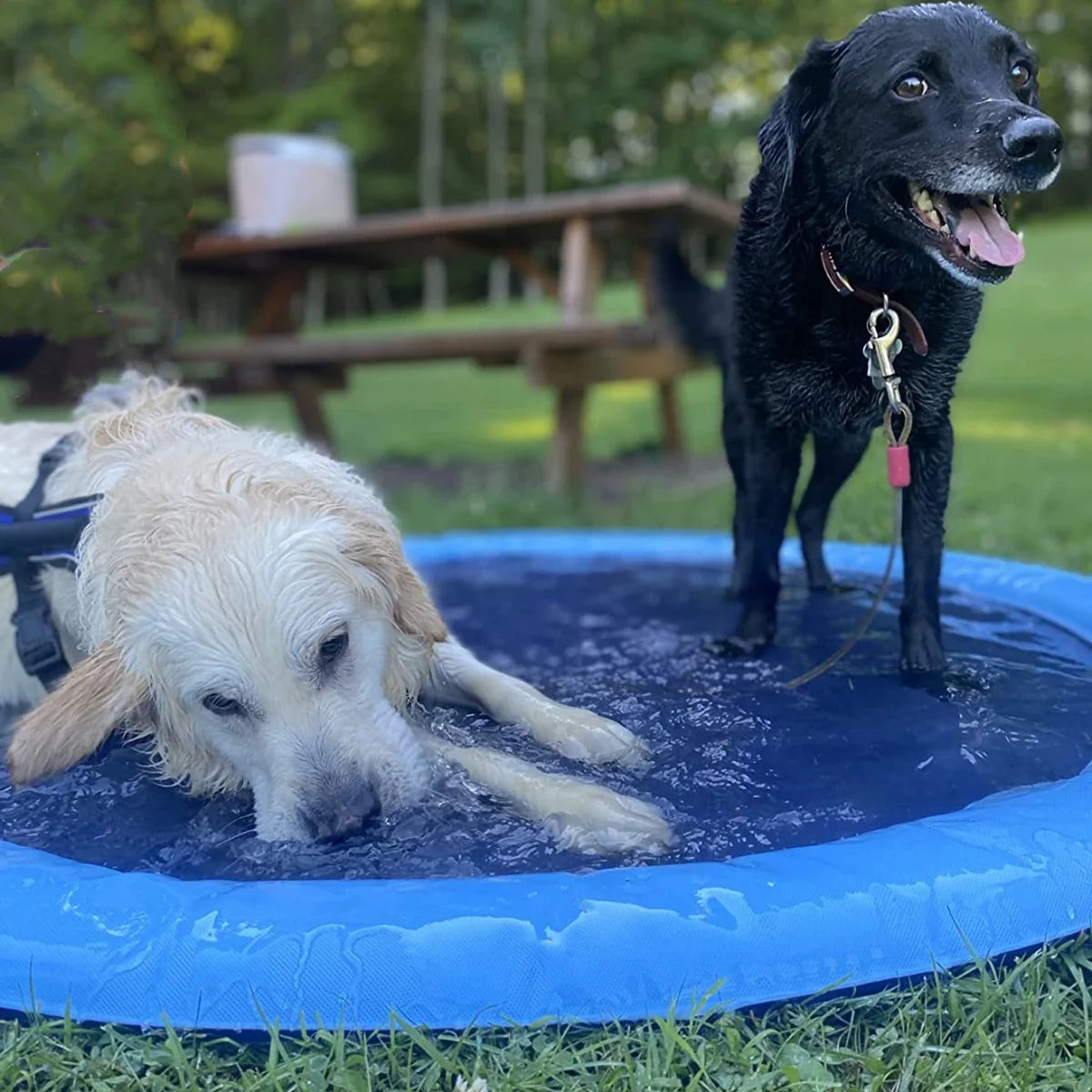 Inflatable Pet Swimming Pool and Sprinkler Pad