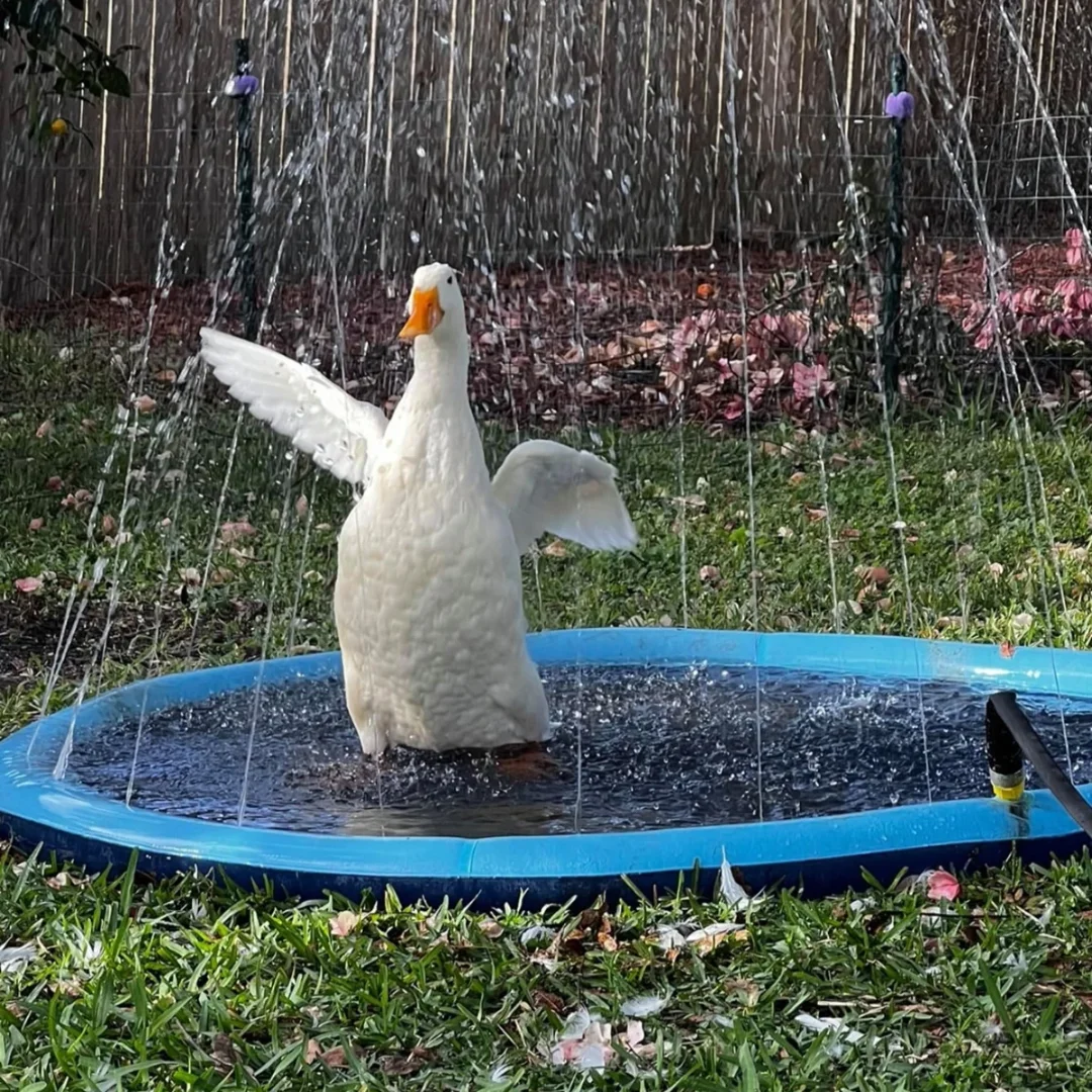 Inflatable Pet Swimming Pool and Sprinkler Pad